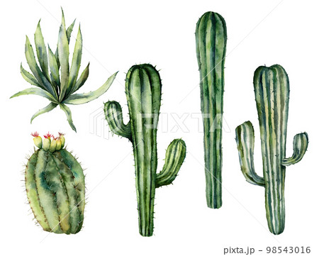 Watercolor mexican cacti set. Hand painted floral collection with desert cacti, agava. Botanical illustration isolated on white background for design, print, fabric or background. Watercolor mexican cacti set. Hand painted floral collection with desert cacti, agava. Botanical illustration isolated on white background for design, print, fabric or background. 98543016