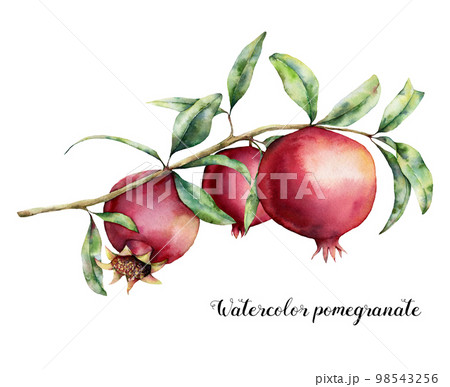 Watercolor pomegranate card. Hand painted garnet fruit on branch with leaves isolated on white background. Floral elegant illustration for design, print. 98543256
