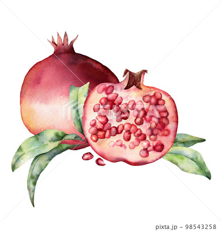 Watercolor card with pomegranate, leaves and berries. Hand painted botanical illustration fruit isolated on white background. Floral elegant illustration for design, print, fabric or background. Watercolor card with pomegranate, leaves and berries. Hand painted botanical illustration fruit isolated on white background. Floral elegant illustration for design, print, fabric or background. 98543258