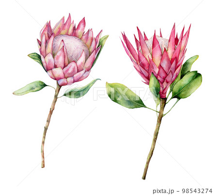 Watercolor two protea set. Hand painted pink flower illustration with leaves and branch isolated on white background. Nature botanical illustration for design, print. Realistic delicate plant. Watercolor two protea set. Hand painted pink flower illustration with leaves and branch isolated on white background. Nature botanical illustration for design, print. Realistic delicate plant. 98543274