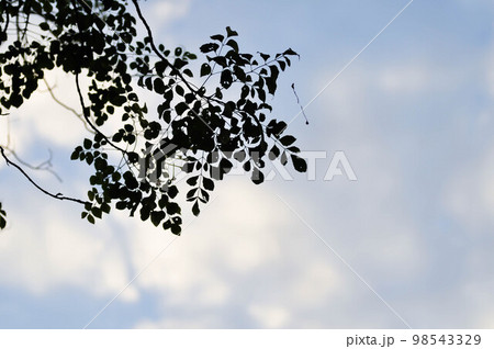 plant ,branch or tree and blue sky or sunset sky or sunrise sky 98543329
