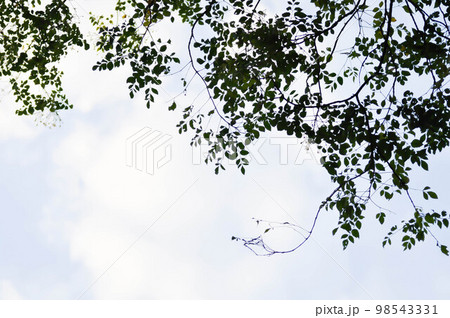 plant ,branch or tree and blue sky or sunset sky or sunrise sky 98543331