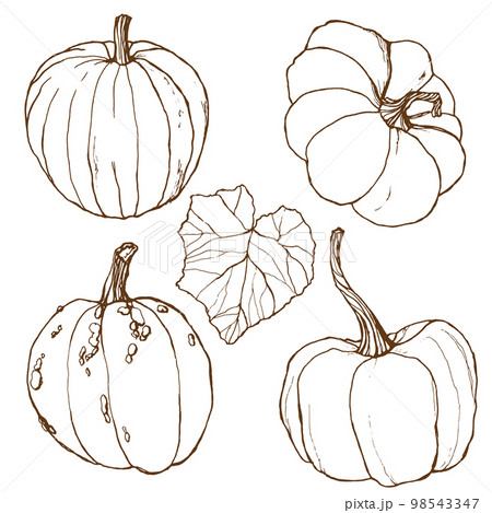 Vector set with autumn harvest. Hand painted traditional pumpkins with leaves and branches isolated on white background. Botanical line art illustration for design, print or background. 98543347