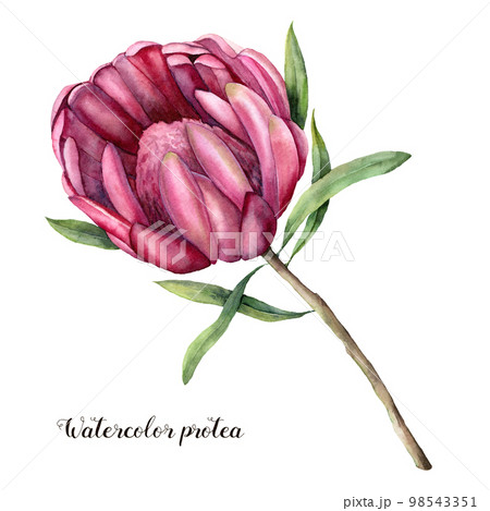 Watercolor queen protea. Hand painted pink flower with leaves and branch isolated on white background. Nature botanical illustration for design, print. Realistic delicate plant. 98543351