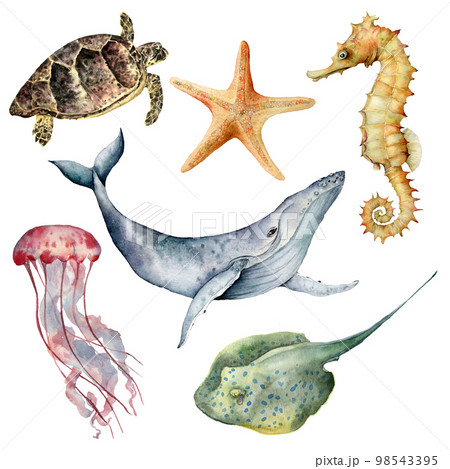 Watercolor underwater animals set. Hand painted whale, starfish, seahorse, stingray, jellyfish and turtle isolated on white background. Aquatic illustration for design, print or background. Watercolor underwater animals set. Hand painted whale, starfish, seahorse, stingray, jellyfish and turtle isolated on white background. Aquatic illustration for design, print or background. 98543395