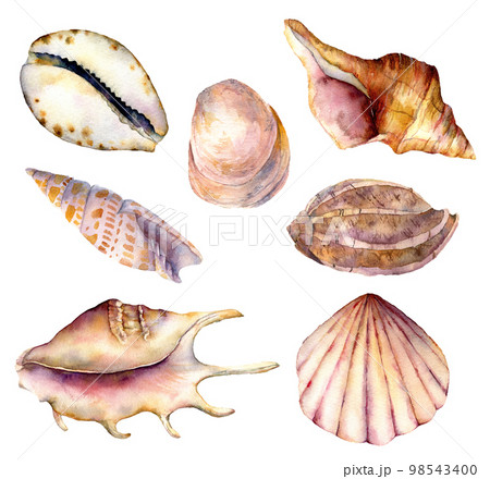 Watercolor sea shells set. Hand painted underwater element illustration isolated on white background. Aquatic illustration for design, print or background. 98543400