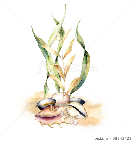 Watercolor card with laminaria branches. Hand painted underwater floral illustration with algae leaves, shells and coral reef plants isolated on white background. For design, fabric or print. Watercolor card with laminaria branches. Hand painted underwater floral illustration with algae leaves, shells and coral reef plants isolated on white background. For design, fabric or print. 98543422