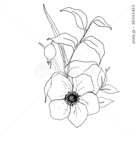 Sketch anemone bouquet. Hand painted flowers and berries with eucalyptus leaves and branch isolated on white background for design, print or fabric. Sketch anemone bouquet. Hand painted flowers and berries with eucalyptus leaves and branch isolated on white background for design, print or fabric. 98543463