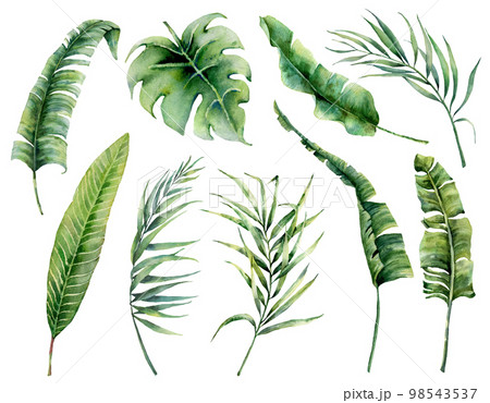 Watercolor set with tropical palm leaves. Hand painted nature illustration with coconut, banana, monstera leaves isolated on white background for design, print. Realistic delicate plant. 98543537