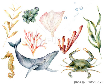 Watercolor underwater life set. Hand painted coral reef, whale, crab, seahorse and laminaria isolated on white background. Aquatic illustration for design, print or background. Beautiful wildlife. Watercolor underwater life set. Hand painted coral reef, whale, crab, seahorse and laminaria isolated on white background. Aquatic illustration for design, print or background. Beautiful wildlife. 98543579