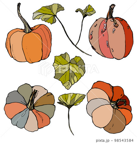Vector set with leaves and gourds. Hand painted...のイラスト素材 [98543584 ...