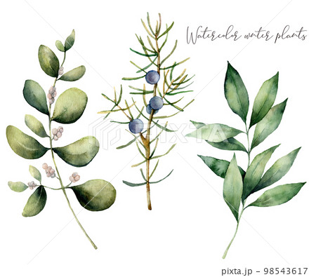 Watercolor juniper and eucalyptus set. Hand painted winter plants with branches and berries isolated on white background. Floral illustration for design, print, fabric or background. 98543617