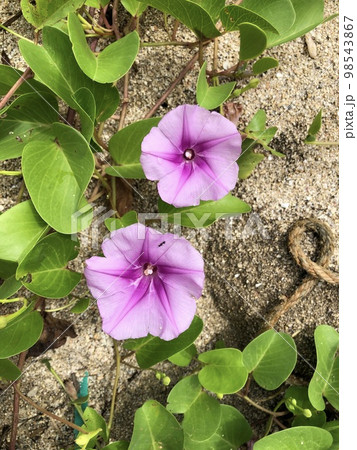 奄美大島のハマヒルガオ 奄美大島のハマヒルガオ 98543867