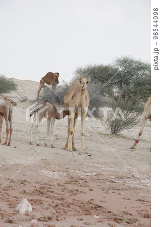 Camels grazing in the desert 98544098