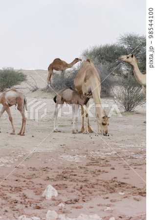 Camels grazing in the desert Camels grazing in the desert 98544100