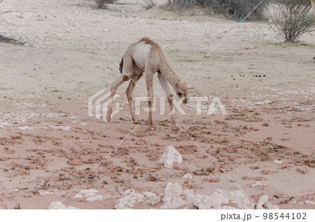 Newly born camel calf Newly born camel calf 98544102