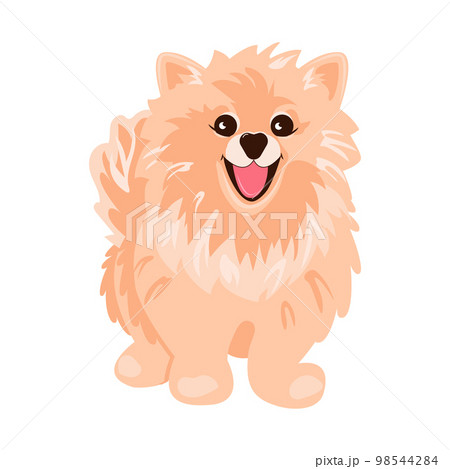 Pomeranian Spitz cream on white background. Cute Poms puppies. Small German spitz. Little dogs. 98544284