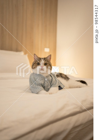 travel japan concept with scottish cat wear japan style cloth 98544317