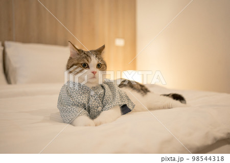 travel japan concept with scottish cat wear japan style cloth 98544318