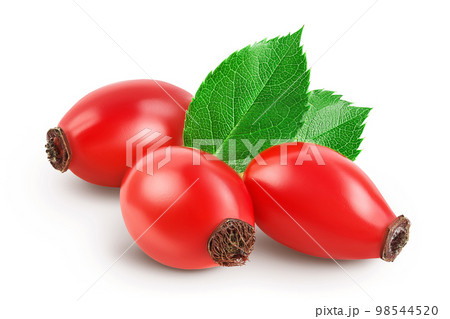 Rose hip isolated on a white background with full depth of field Rose hip isolated on a white background with full depth of field 98544520