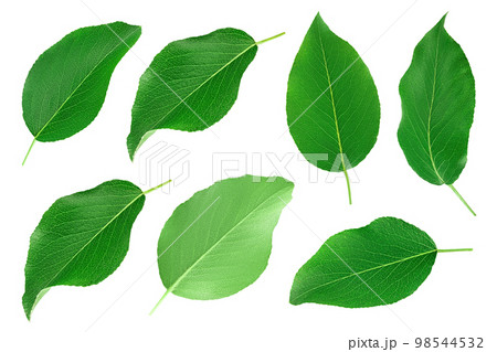 Green pear leaf isolated on white background. Top view. Flat lay. Set or collection 98544532