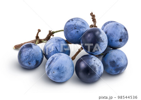 Fresh blackthorn berries with twig, prunus spinosa isolated on white background with full depth of field Fresh blackthorn berries with twig, prunus spinosa isolated on white background with full depth of field 98544536
