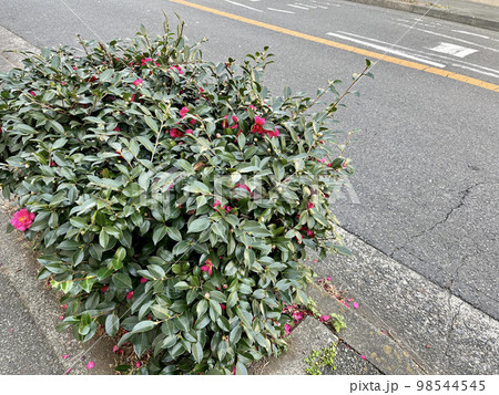 道路沿いの花 98544545