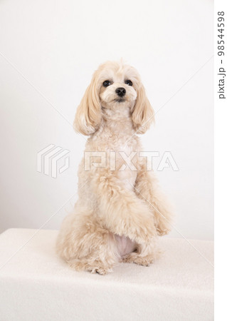 2本足で立つマルプー 98544598