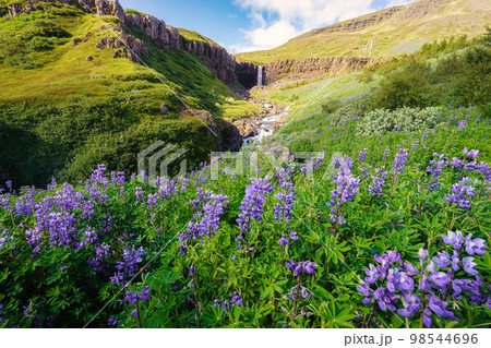 Budararfoss waterfall flowing with purple lupine flower blooming in valley on summer at Iceland 98544696