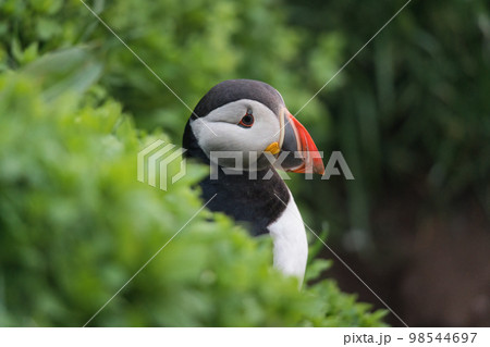 Atlantic Puffin bird or Fratercula Arctica living on the cliff fjord by coastline on summer Atlantic Puffin bird or Fratercula Arctica living on the cliff fjord by coastline on summer 98544697