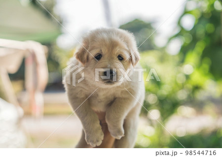 Adorable white furry small puppy on hand of owner 98544716