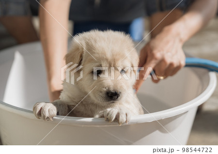 Groomer bathing, shower, grooming with shampoo and water a cute brown puppy in basin 98544722