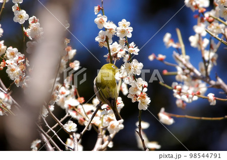 梅の花の蜜を吸いに来たメジロ 梅の花の蜜を吸いに来たメジロ 98544791