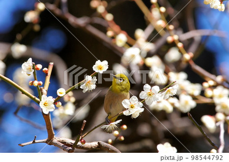 梅の花の蜜を吸いに来たメジロ 梅の花の蜜を吸いに来たメジロ 98544792