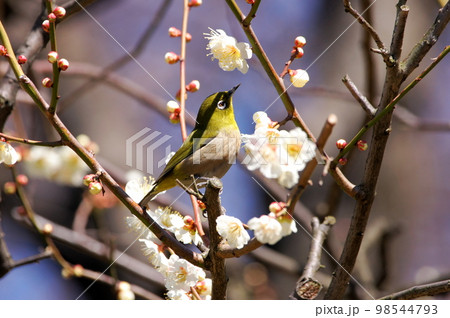 梅の花の蜜を吸いに来たメジロ 梅の花の蜜を吸いに来たメジロ 98544793