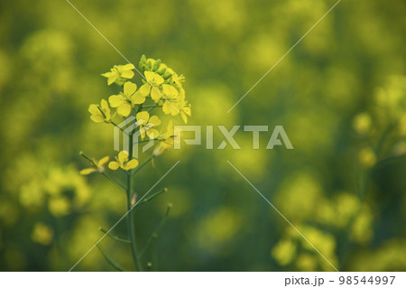Close-up Focus A Beautiful  Blooming  Yellow rapeseed flower  with the blurry background 98544997