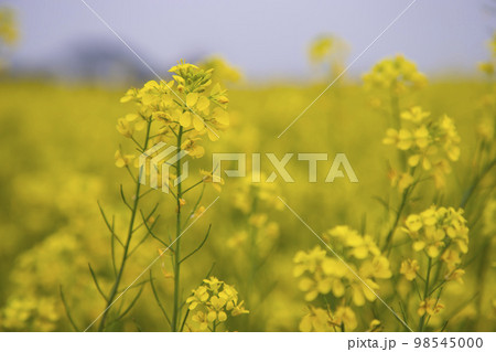 Close-up Focus A Beautiful  Blooming  Yellow rapeseed flower  with the blurry background 98545000