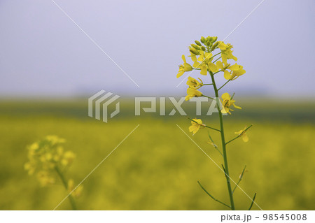 Close-up Focus A Beautiful  Blooming  Yellow rapeseed flower  with the blurry background 98545008