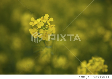 Close-up Focus A Beautiful  Blooming  Yellow rapeseed flower  with the blurry background 98545013