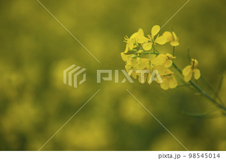 Close-up Focus A Beautiful  Blooming  Yellow rapeseed flower  with the blurry background 98545014