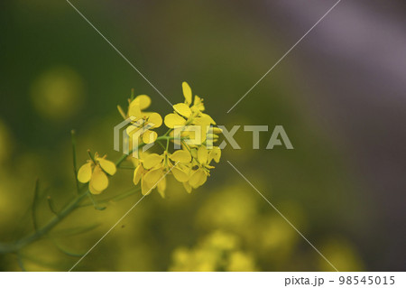 Close-up Focus A Beautiful  Blooming  Yellow rapeseed flower  with the blurry background 98545015