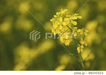 Close-up Focus A Beautiful  Blooming  Yellow rapeseed flower  with the blurry background 98545023