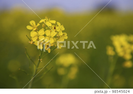 Close-up Focus A Beautiful  Blooming  Yellow rapeseed flower  with the blurry background 98545024