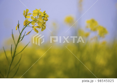 Close-up Focus A Beautiful  Blooming  Yellow rapeseed flower  with the blurry background 98545025