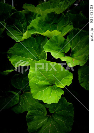 Green leaves pattern background, Natural background and wallpaper 98545208