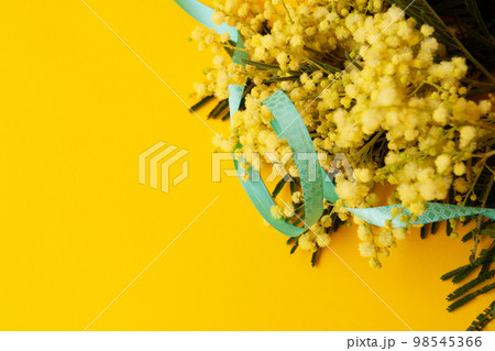 Mimosa fresh flowers 98545366