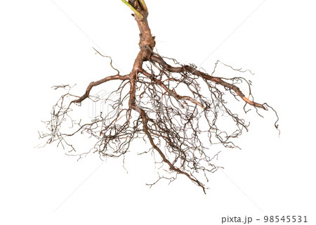 viburnum tree roots isolated on white background 98545531
