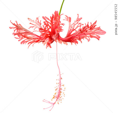 exotic tropical red hibiscus schizopetalus flower exotic tropical red hibiscus schizopetalus flower 98545552