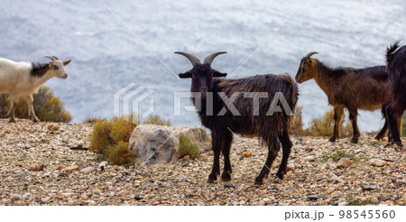 Herd of Sheep on the green grass by the Sea Coast. Sardinia, Italy. 98545560