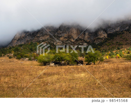 Soft focus. Mountains in a dense fog and sunny slope. Mystical landscape with beautiful sharp rocks in low clouds. Beautiful mountain foggy scenery on abyss edge with sharp stones. 98545568